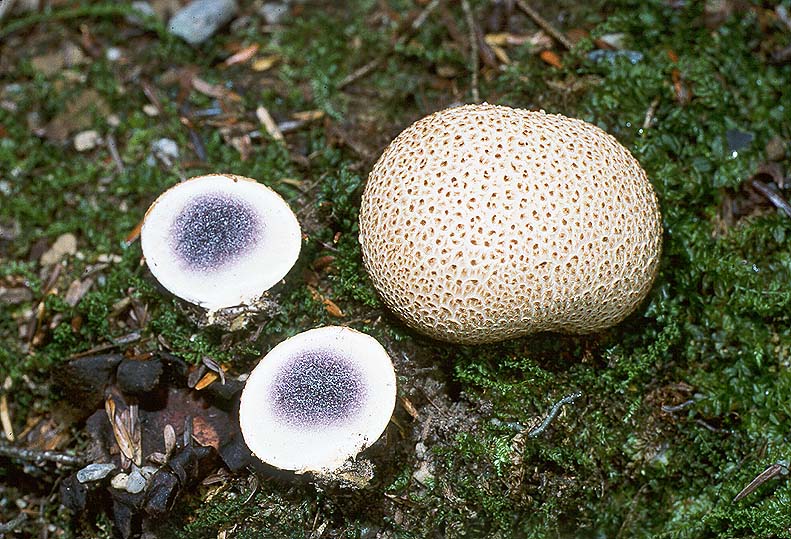 [Scleroderma%20citrinum%201%20Michael%20Beug]