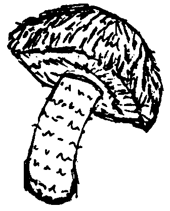 Agaricus sp
