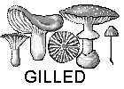 gilled