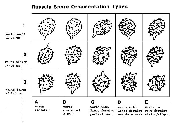 Russula spores