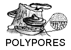 polypores