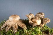 SCLERODERMATACEAE in the Pacific Northwest