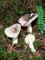 RUSSULA in the Pacific Northwest